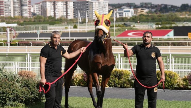 Gazi Şampiyonu Bay Nalçakan Aygır Oluyor